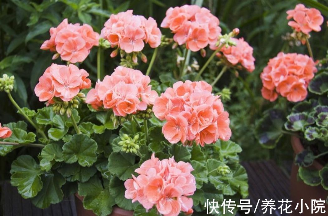 7种漂亮花，便宜又好养，把阳台变成“小花园”