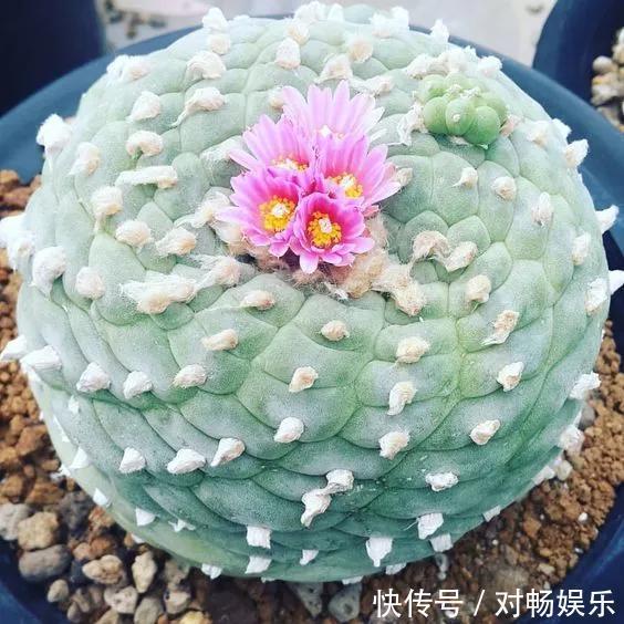 世界上最贵的花，一盆就是一座房子！看过的贵气满满