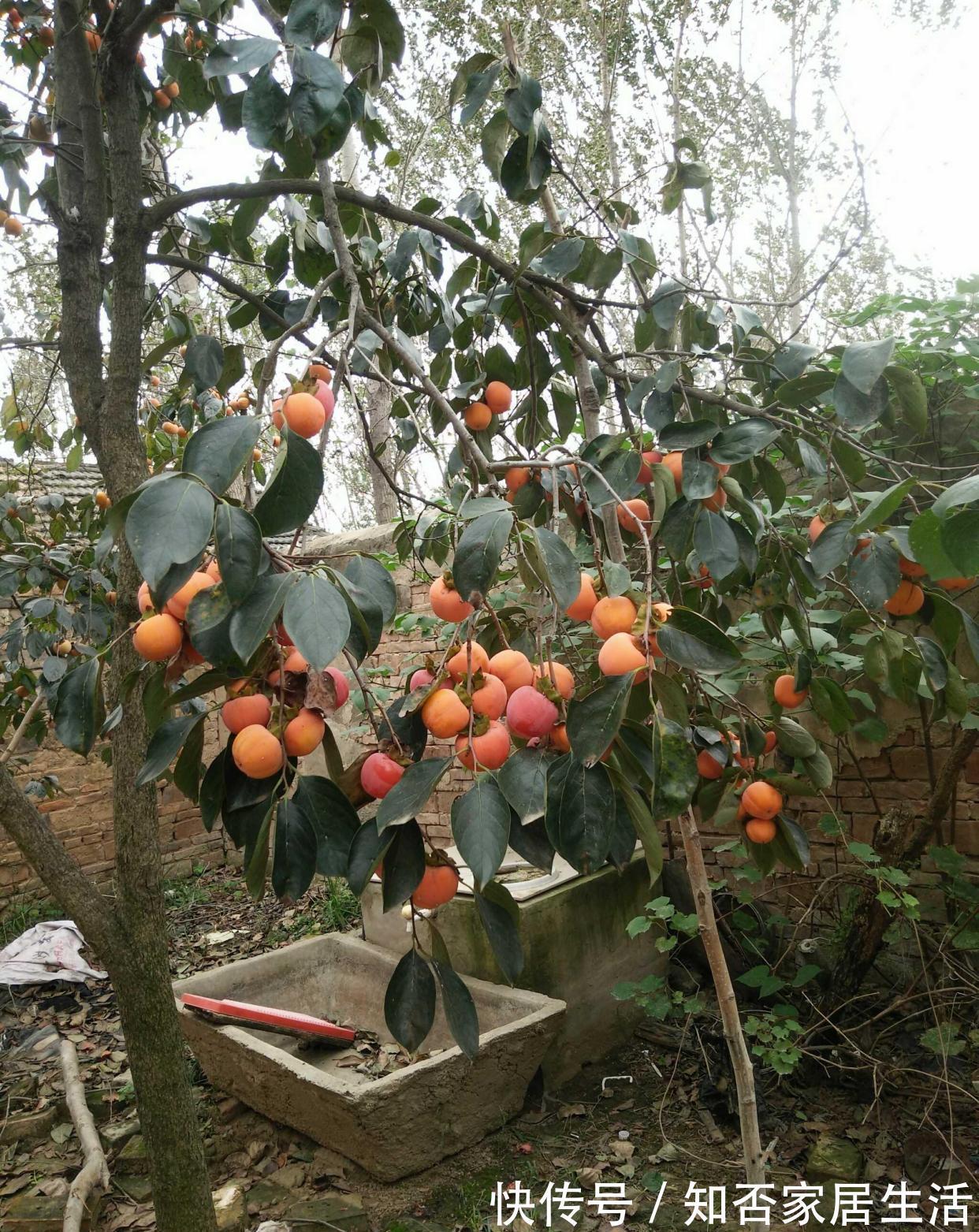 3种“养人树”，漂亮有香味，能吃能观赏，建议至少养一种