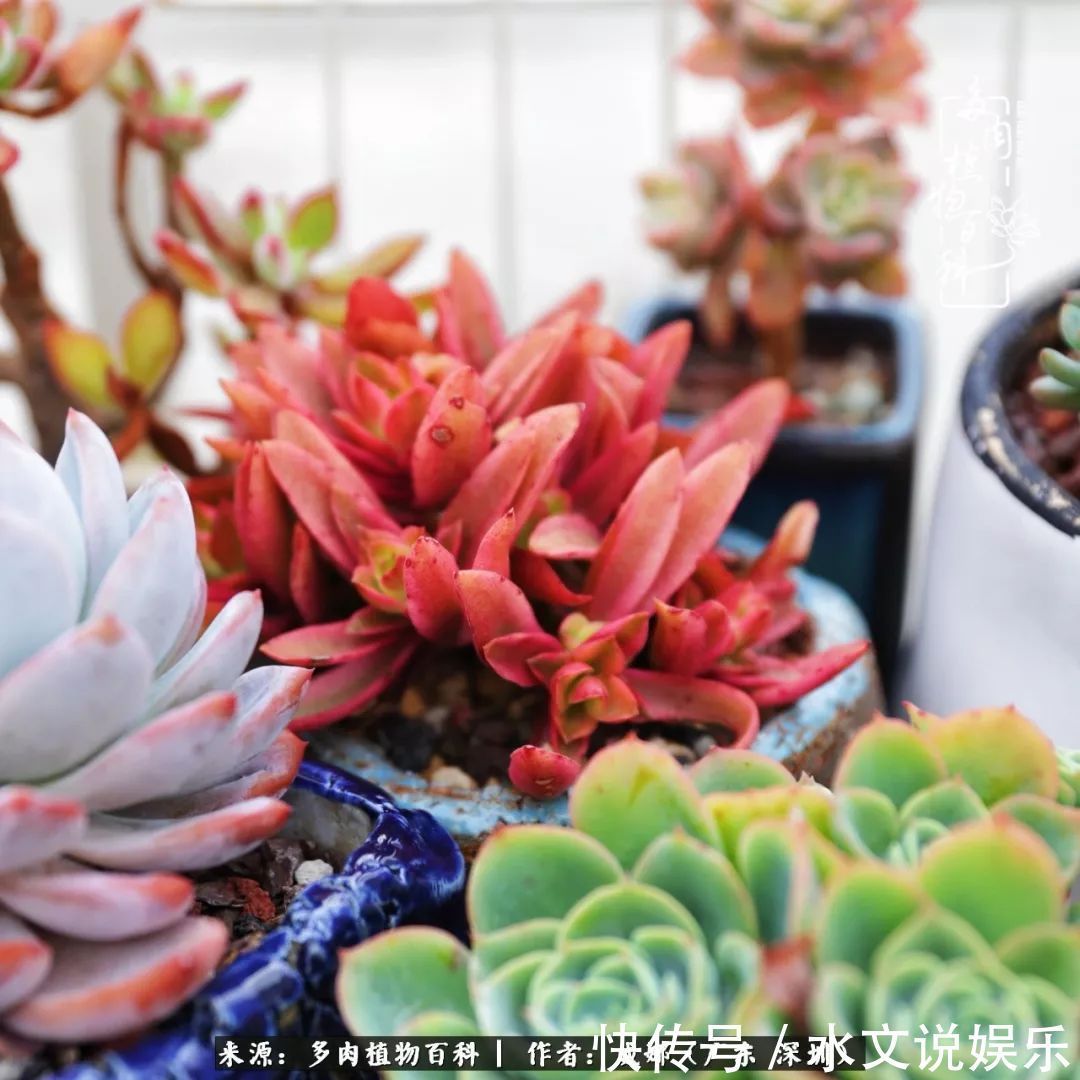 日子|笼子里露养的多肉,越养越美!有多肉的日子伴着小确幸!