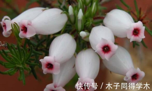 花瓣|农历7月14日开始，养花养个耐看的，好养易爆盆，繁花似锦