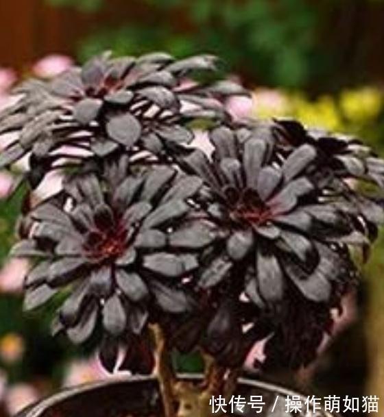 红稚莲|最受欢迎的几款多肉,你家种了吗,看后立刻被种草