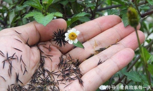 野地一种“鬼针草”，农民都讨厌它，却不知它是草药的瑰宝