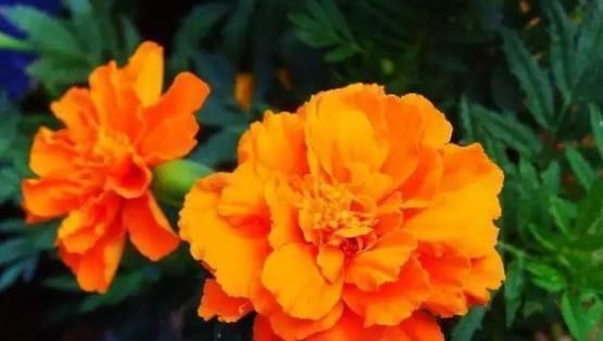 阳台养花，这几种花不能少，花美寓意好，一养就爆盆，美成小花海