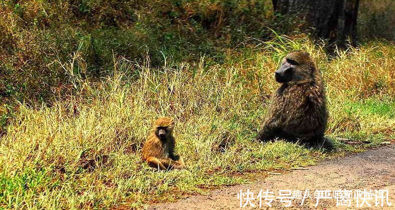 丹尼斯|别看肯尼亚人成天懒懒散散，靠着旅游业和鲜花产业过得很滋润