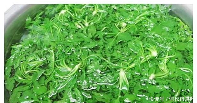维他命这种野菜是天然维生素,古时称为“百岁羹”,老人常吃