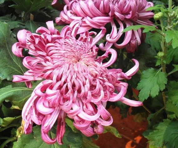 喜欢菊花,不如养盆“菊中珍品”,似白鹅逐波,优雅百媚