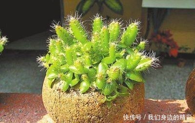 移栽|这6种盆栽不用买,水果吃完丢水里泡7天,30天后乐开花!