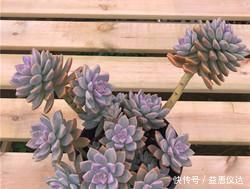 多肉|家里养多肉,给它喂勺神仙水,越长越旺盛,侧芽长不停!