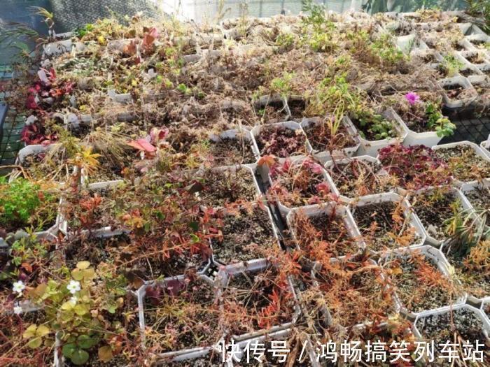 浇水|家里有此7种花,少浇水不能晒,天热要休眠早看早知道