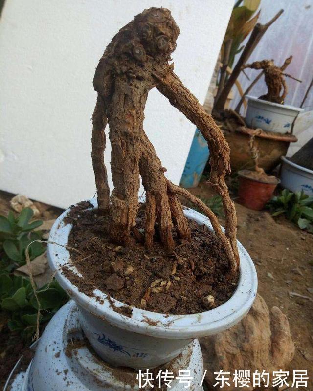 生根|盆景老桩上盆后不发新芽、不生长之我见