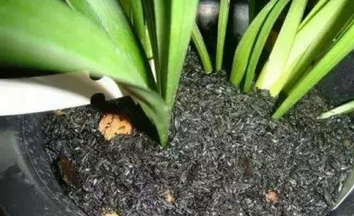 当盆栽状态不佳时，别烦恼，用好草木灰，黄叶不再是问题