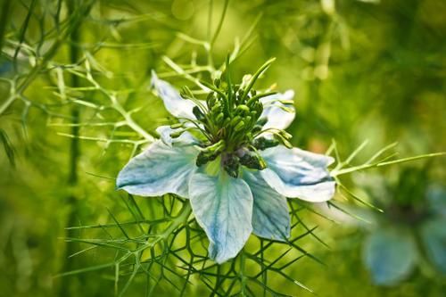 植物|养花，购买前，了解这些花的颜色和习惯