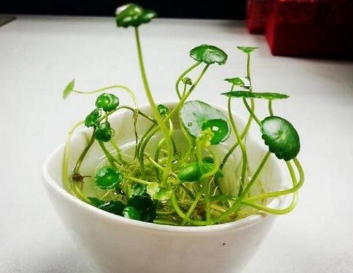 没有花盆，媳妇从厨房拿个“碗”，养花反而长得更茂盛，新鲜了