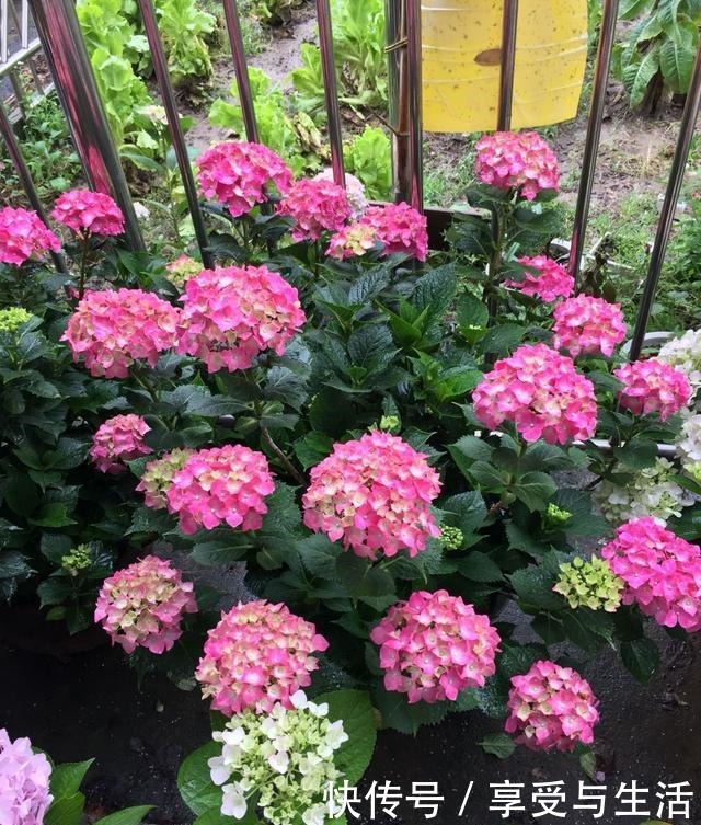 地栽绣球花,不用管都能开满花,盆栽也可以,方法对就没问题!