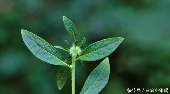 农作物|此野草，嚼2片叶子可治牙痛，人称“癞头草”，可别拿去喂猪了