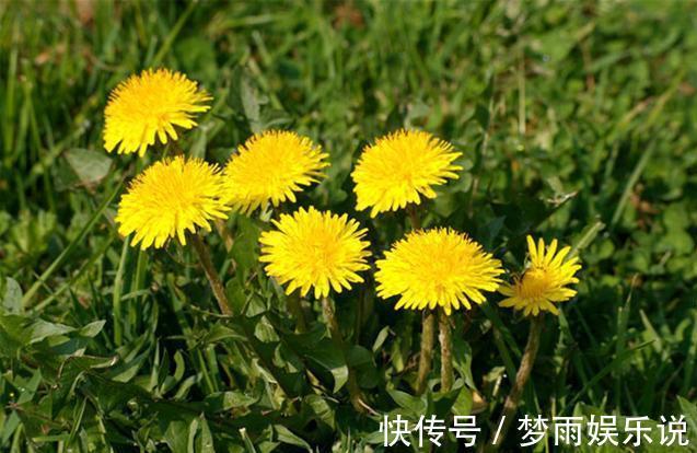 马齿苋|田间常见的“恶性杂草”,很招人烦,殊不知炖汤味更鲜,还大补