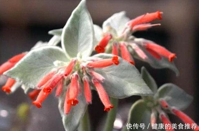 断崖女王,多肉里的“三项全能选手”,做好3点,花开又多又娇艳!