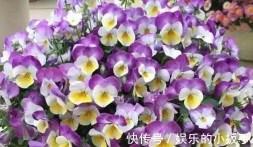 上班忙,没时间养花,这几盆懒人花你要知道,打理起来更省心