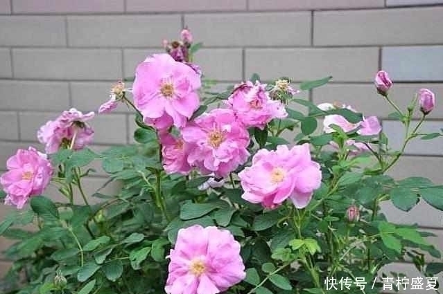 生根|3种花很贵,买不起就不用买,扦插一根枝条,就能开花大半年!