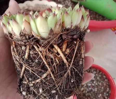 春天养护多肉植物,把根系修剪一下,重新种植后,叶片变肥厚!