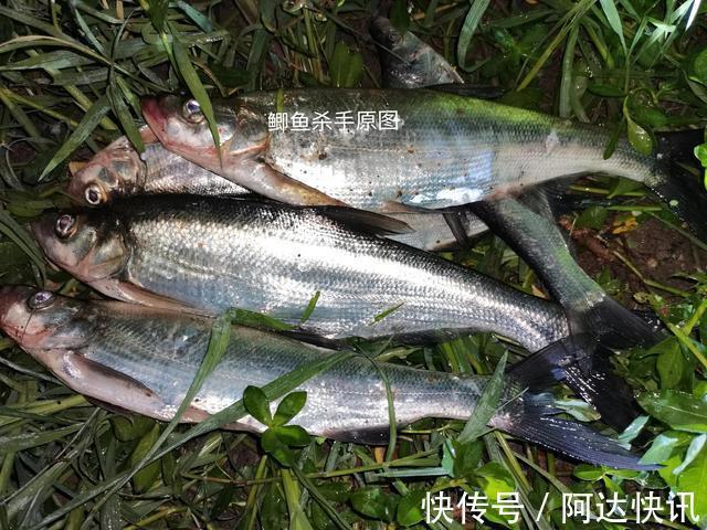 钓友|罕见!四川三岔湖“翘嘴鱼王”被人钓上岸,钓友反馈:抱不动啊