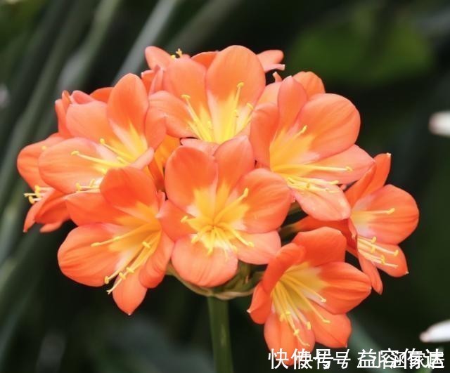 钾肥|君子兰为什么会夹箭，君子兰夹箭了怎么办，别慌，我来告诉你！