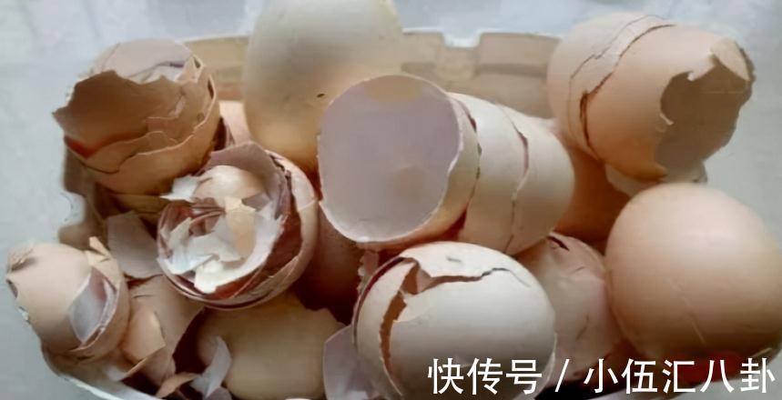 白醋|怎么用鸡蛋壳养花?掌握住注意事项,不花钱就养啥都不缺肥