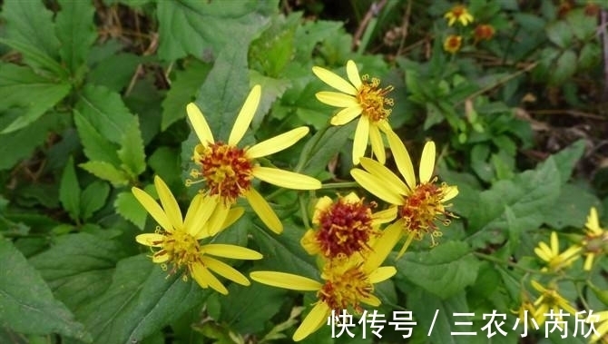 野生植物|田里一种毒草,农民见了就铲除掉,却不知是名贵的“青龙埂”