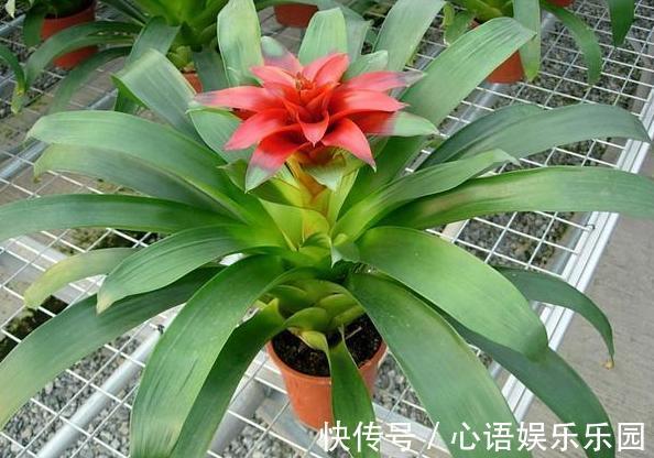 补充水分|这些镇宅盆景摆放在客厅,可让人身心愉悦,最受富人青睐