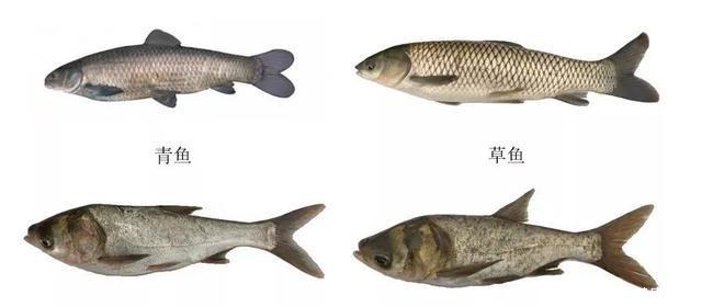 新版“四大家鱼”，每一种都让钓鱼人“头疼”，你认识吗