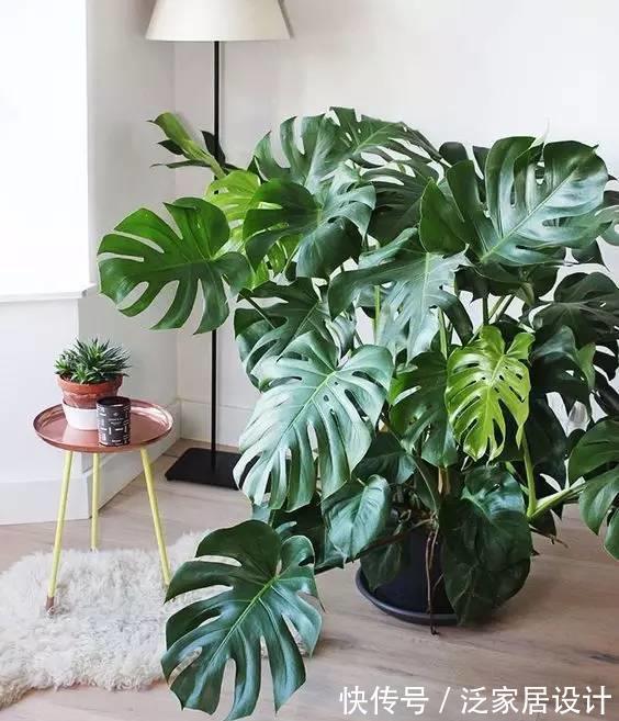 太阳花|8种“漂亮花”,堪称“不死花”,随便养一养,新芽爆满缸