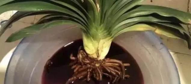 养分|家中的盆栽君子兰长侧芽的怎么办呢这样处理最完美