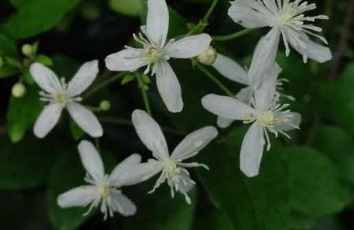 绞股蓝|医生提醒以下几种野菜,有保肝解毒、降血压、降血脂血糖等功效