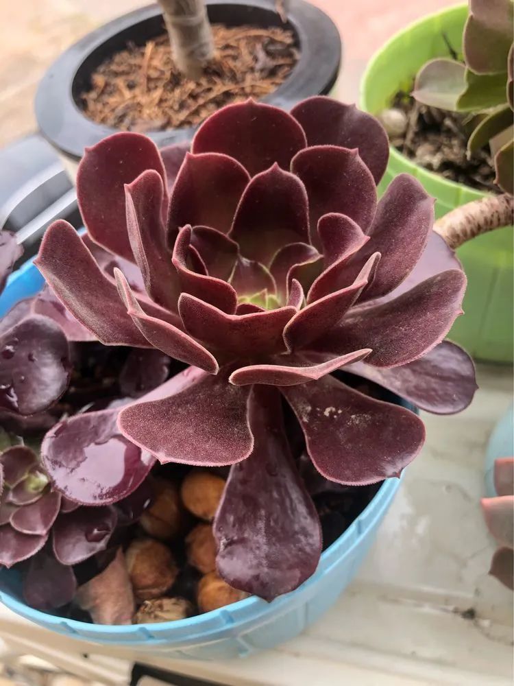 陪伴过我的都是心头肉！多肉陪我一路向前！