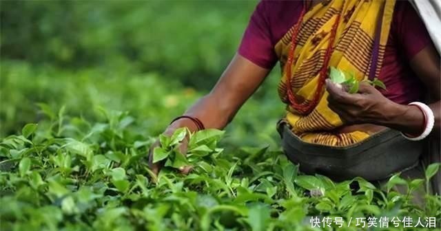茶叶|中国作为茶叶发源地,为何每年还要花费2亿多,从印度进口茶叶?