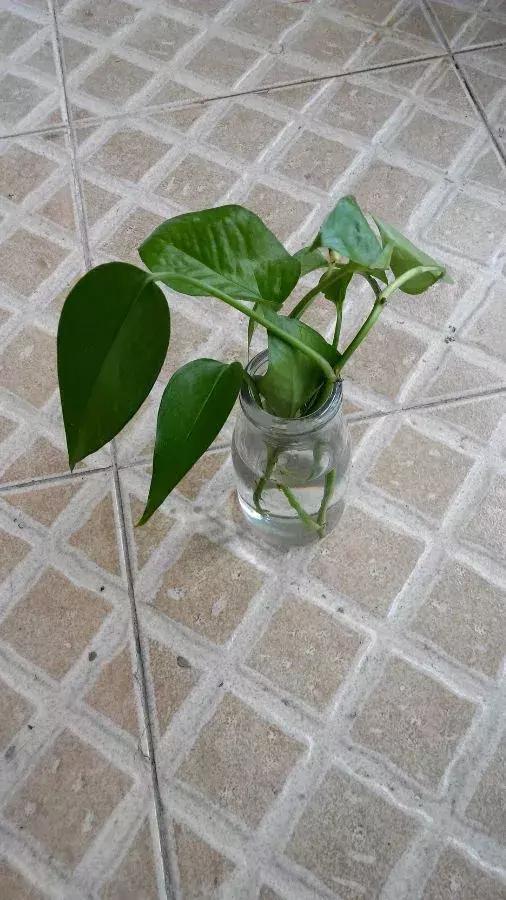 塑料瓶里装点水,能插20种花,生根不用愁,新手一学就会!