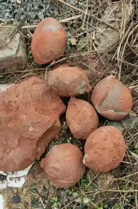 茂名市博物馆|市民发现打破的“石头”，专家：一窝恐龙蛋化石！