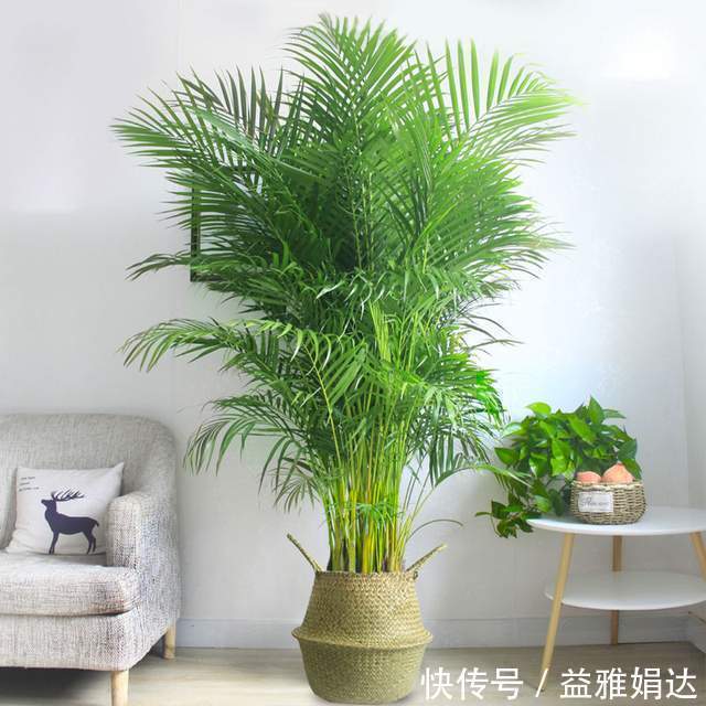 客厅|6种植物摆放在客厅，不仅好看、寓意好，还可以“鼓舞”人心