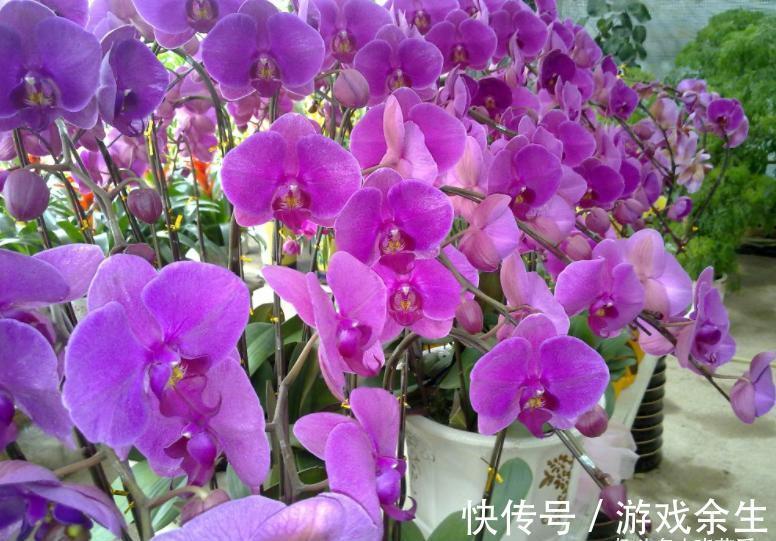 空气再干燥,“12种花”也别喷水,容易黄叶、腐烂和枯萎