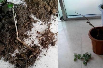 细菌|“2种花”再喜欢也别养,散“毒气”生细菌,家里若有尽快搬出去