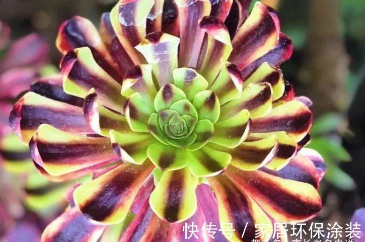 小苗|多肉欧佳丽法师太贵?秋天可以入手小苗,照我的方法养活没啥问题