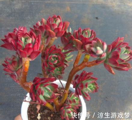 秋天养盆多肉红稚莲,叶片红似火,养成小老桩,美极了