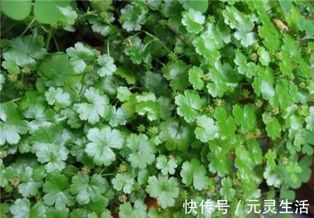 良方|老屋边的野草，别当杂草除掉了，它是菜也是药，是民间治肝炎良方