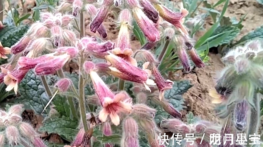 地黄|李时珍说它“服之面如桃花,轻身不老”,路边常有却少人识