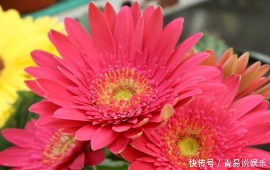  菊花|此4款花四季都开花，好看又好养，阳台也能养