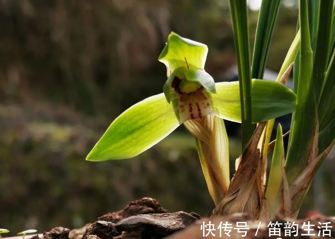 孕蕾|夏天太热,养兰花如果犯一个错,可能导致难孕蕾、不开花