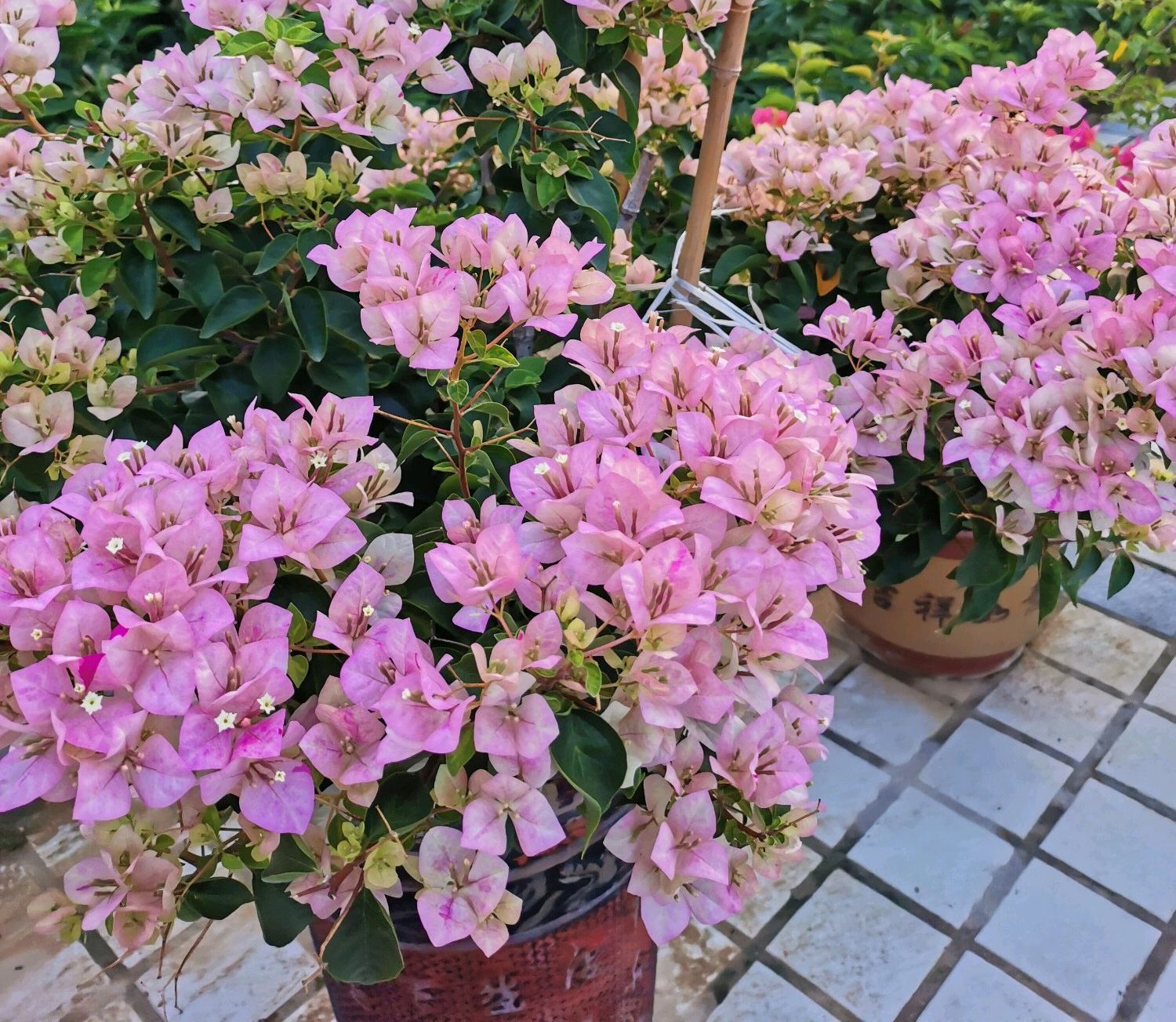 明白|三角梅叶子是变色龙绿色叶子养着养着就变红,搞明白4点就够了