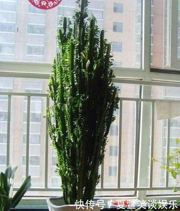 吸甲醛|4种“旺财花”，家里养一盆，室内甲醛没了，生活更舒适！