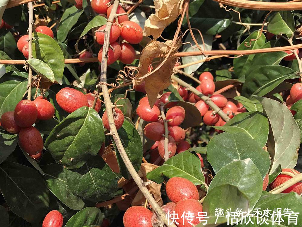 农村|儿时一摘十几斤,农村娃常当糖吃,如今30元一斤,是否值得种植?